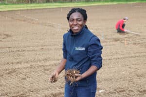 Miscanthus variety trial 2024 planting at the IBERS Demonstrator Hub