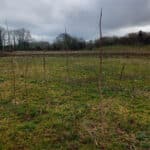 SRC Poplar