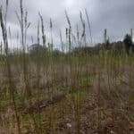 SRC Willow