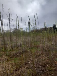 SRC Willow