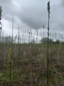 Catkins and buds on willow