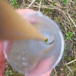 Baby leaves on gapped up alder