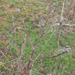Buds on Alder