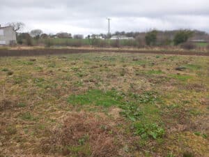 Black Locust ‘Turbo Obelisk’ removed, and area sprayed with Glysophate ready for re-planting.