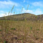 SRC willow at Boghall, March 2024