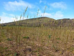 SRC willow at Boghall, March 2024