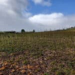 Willow variety trial at Boghall, March 2024