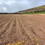 Miscanthus Athena plot