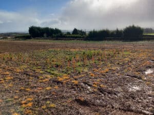 OSR weeds, but no Sida