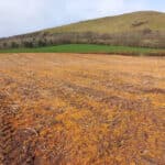 Miscanthus MxG - topped and sprayed