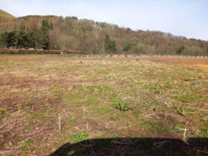 Black locust 'Turbo Obelisk' - dug up