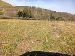 Black locust 'Turbo' at Boghall, March 2024