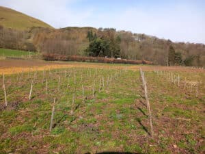 Alder plot at Boghall, March 2024