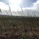 SRC willow at Boghall, March 2024
