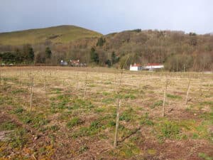 SRF Poplar at Boghall, March 2024