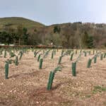 Eucalyptus at Boghall Farm, March 2024
