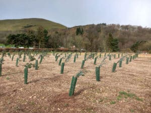 Eucalyptus at Boghall Farm, March 2024