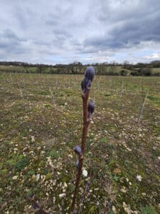 Alder in bud