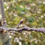 Alder started to shoot