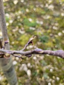Alder started to shoot
