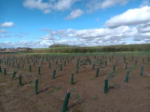 Eucalyptus at NIAB Headley Hall, March 2024
