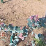 Read leaves on Eucalyptus at NIAB Headley Hall, March 2024