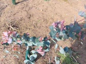 Read leaves on Eucalyptus at NIAB Headley Hall, March 2024