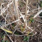 Green shoots on the 2023 Miscanthus variety trial plants