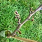 SRF Alder at IBERS Demonstration Hub, March 2024