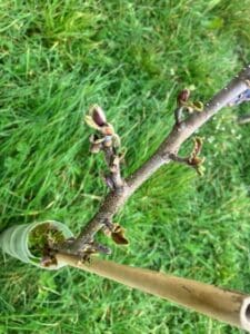 SRF Alder at IBERS Demonstration Hub, March 2024