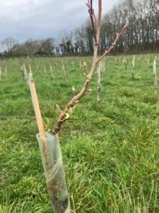 SRF Alder at IBERS Demonstration Hub, March 2024