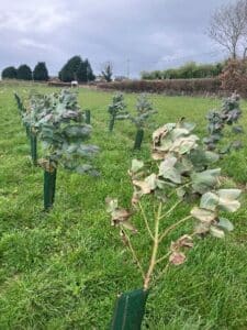 Eucalyptus