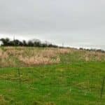 2023 Miscanthus Variety Trial