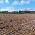 Miscanthus giganteus cut down 28-3-24