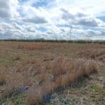 Miscanthus variety trial