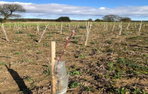 SRF alder at Cockle Park Farm, March 2024