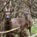Roe deer in mature willow plantation