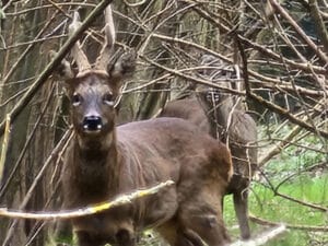 Roe deer in mature willow plantation