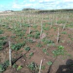 SRC Poplar at NIAB Headley Hall, March 2024