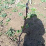 SRC poplar buds