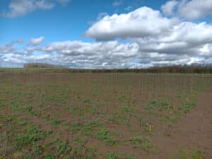 SRF alder at NIAB Headley Hall, March 2024
