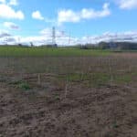 SRF poplar plot