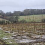 So much rain SRC willow