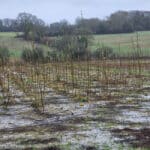 Waterlogged SRC willow plot