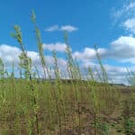 Willow height (>3m)