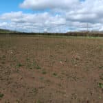 Willow variety trial plot following harvesting
