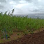 0.5 ha SRC Willow
