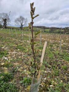 Alder