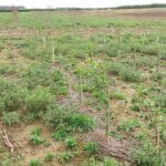 The SRF alder plot at NIAB, Headley Hall. April 2024