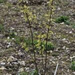 Black Locust shooting